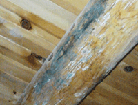 Mold located in attic